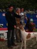 Ungarischer Windhund Hund