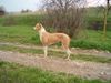 Ungarischer Windhund Foto: HCH Dévaj Fergeteg (ID 15631) Ungarischer Windhund Hund