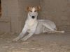 Ungarischer Windhund Hund