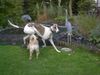Ungarischer Windhund Foto: Vad v. Schloss Neuschwanstein (ID 27345) Ungarischer Windhund Hund