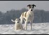 Ungarischer Windhund Hund