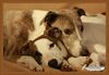 Ungarischer Windhund Foto: Opa und ein 6 monate alter Magyar (ID 43557) Ungarischer Windhund Hund