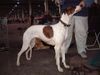 Ungarischer Windhund Foto: Ch. Cserihegyi Balzsam (ID 24147) Ungarischer Windhund Hund