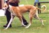 Ungarischer Windhund Hund