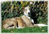 Ungarischer Windhund Hund