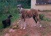 Ungarischer Windhund Foto: CAC BH Egresfalvi Claudia (ID 22452) Ungarischer Windhund Hund