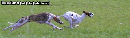 Ungarischer Windhund Coursing