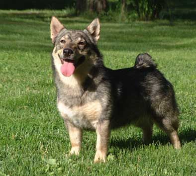Västgötaspets Hunde Foto 1770 Västgötaspets