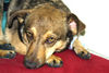 Västgötaspets Foto: eigentlich ist er ein fundhund aus portugal, aber die ähnlichkeit ist doch unverkennbar, oder??? er heißt übrigens PEPE (ID 33155) Västgötaspets Hund