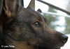 Västgötaspets Foto: Eine wirklich hübsche Maske (ID 35269) Västgötaspets Hund
