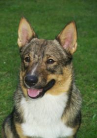 Västgötaspets Hunde Foto 1129 Västgötaspets