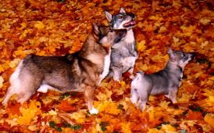 Västgötaspets Hunde Foto 1130 Västgötaspets