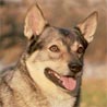 Västgötaspets, Svensk Vallhund, Schwedischer Schäferspitz, Westgotenspitz