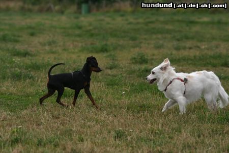 Volpino Italiano willst du spielen?