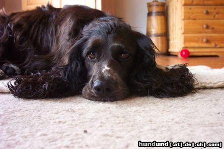 Deutscher Wachtelhund Hunde Foto 16579 in höherer Auflösung ansehen Deutscher Wachtelhund ...das dauert und dauert!