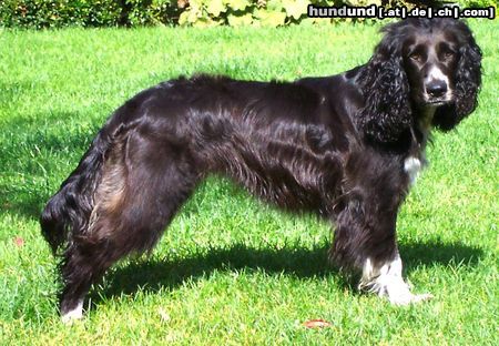 Deutscher Wachtelhund Hunde Foto 16580 in höherer Auflösung ansehen Deutscher Wachtelhund mein Mädchen!