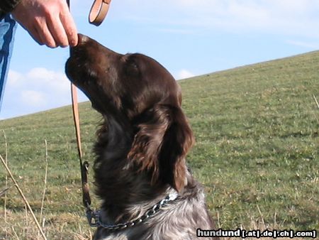 Deutscher Wachtelhund Hunde Foto 15503 in höherer Auflösung ansehen Deutscher Wachtelhund Cato vom Thurewang