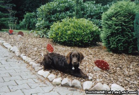 Deutscher Wachtelhund Hunde Foto 8755 Deutscher Wachtelhund Michel vom Plackweg_Unser lieber Schatz