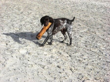 Deutscher Wachtelhund Nelly am Strand