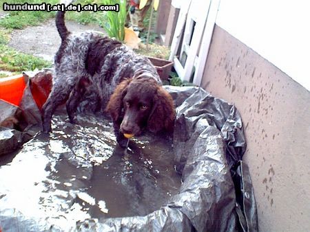 Deutscher Wachtelhund HUHU ich bin Wastel die Wachtel