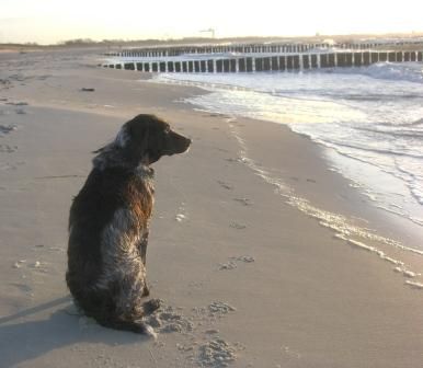 Deutscher Wachtelhund Nelly und das Meer