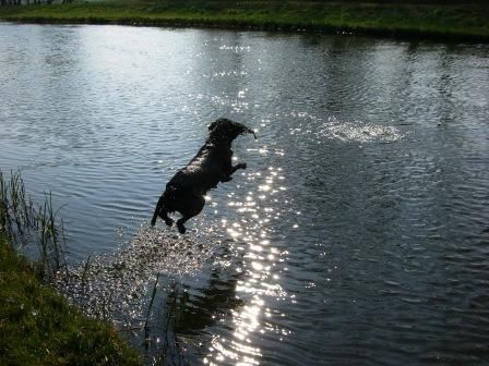 Deutscher Wachtelhund nur schwimmen ist schöner als fliegen...