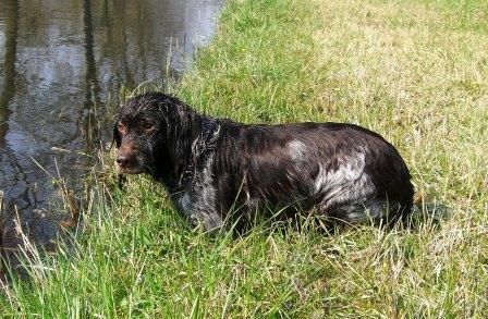 Deutscher Wachtelhund warten auf den nächsten Sprung...