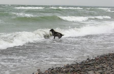 Deutscher Wachtelhund Ich hab doch keine Angst vor  Wellen!
