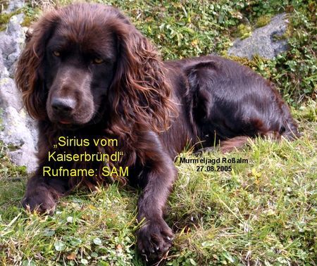 Deutscher Wachtelhund Rein Brauner Deutscher Wachtel mit sehr guten Anlagen!