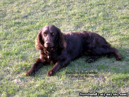 Deutscher Wachtelhund Rein brauner Deutscher Wachtelrüde, beste Anlagen.