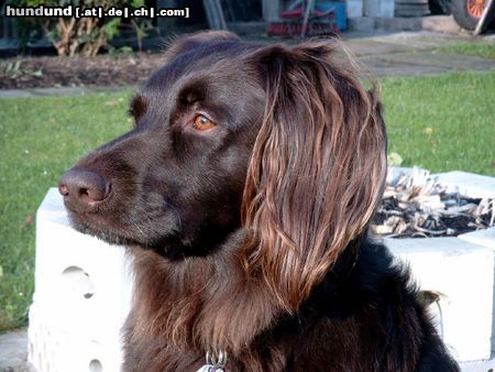 Deutscher Wachtelhund Hunde Foto 9862 Deutscher Wachtelhund Mix aus Wachtel -und kl. Münsterländer