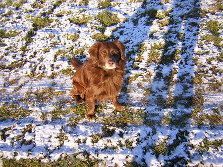 Deutscher Wachtelhund Benny