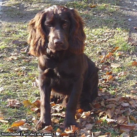 Deutscher Wachtelhund EIKO der Welpe - 6 Monate alt