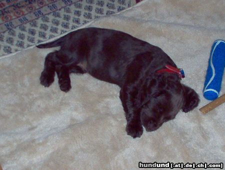 Deutscher Wachtelhund Hunde Foto 16367 in höherer Auflösung ansehen Deutscher Wachtelhund Welpe Dina geburstname Dona 10 Wochen