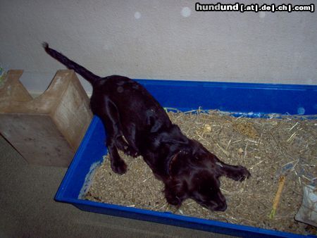 Deutscher Wachtelhund Dona vom Möhnesee genannt Dina ist 6 Monate