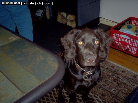 Deutscher Wachtelhund Hunde Foto 16366 in höherer Auflösung ansehen Deutscher Wachtelhund Welpe Dina geburstname Dona & monate