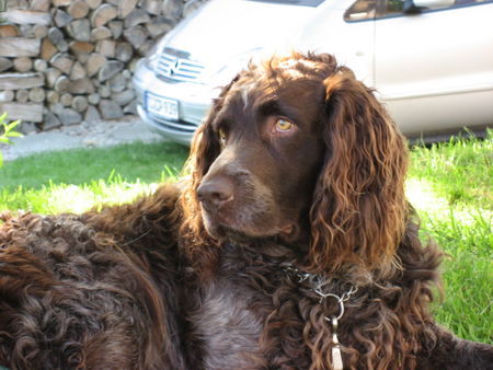 Deutscher Wachtelhund pasco vom ofenauerberg