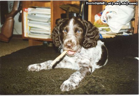 Deutscher Wachtelhund Hunde Foto 21383 Deutscher Wachtelhund Vitus vom Rohrmoos als Welpe