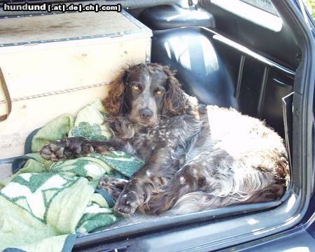 Deutscher Wachtelhund Hunde Foto 21380 Deutscher Wachtelhund Vitus vom Rohrmoos - Müde nach der Jagd 1