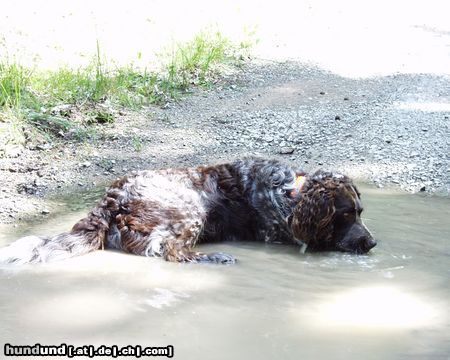 Deutscher Wachtelhund Hunde Foto 21382 Deutscher Wachtelhund Vitus vom Rohrmoos - So sind Wachtelhunde nun mal ;-)