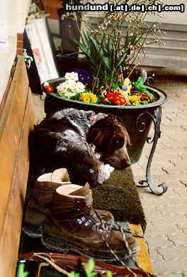 Deutscher Wachtelhund Hunde Foto 21381 Deutscher Wachtelhund Vitus vom Rohrmoos - Müde nach der Jagd 2