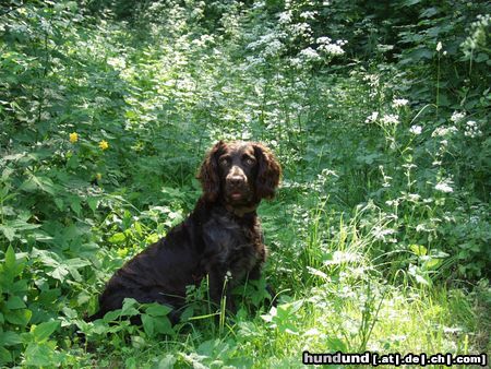 Deutscher Wachtelhund Hunde Foto 5694 Deutscher Wachtelhund Rufus von der Reisskofelwand