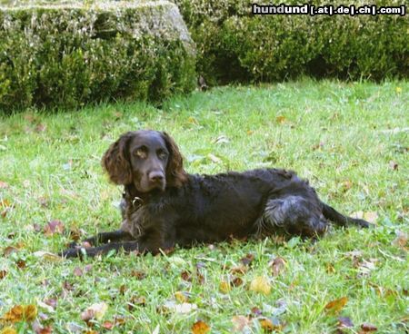 Deutscher Wachtelhund Hunde Foto 2952 Deutscher Wachtelhund Rufus von der Reisskofelwand