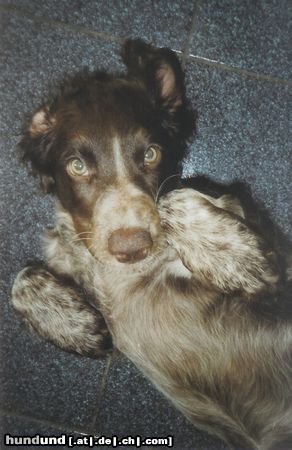 Deutscher Wachtelhund Hunde Foto 16631 in höherer Auflösung ansehen Deutscher Wachtelhund Unsere Kleine mit 12 Wochen.
