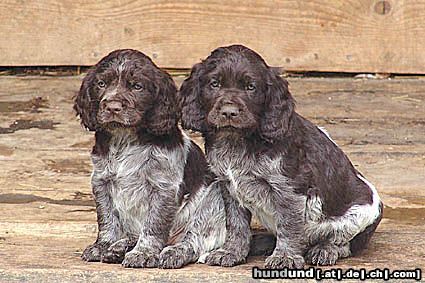 Deutscher Wachtelhund Hunde Foto 16650 in höherer Auflösung ansehen Deutscher Wachtelhund Ist das langweilig...