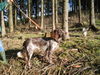 Deutscher Wachtelhund Foto: Cato vom Thurewang (ID 37977) Deutscher Wachtelhund Hund