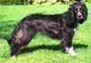 Deutscher Wachtelhund Hund