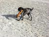 Deutscher Wachtelhund Foto: Nelly am Strand (ID 37840) Deutscher Wachtelhund Hund