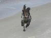 Deutscher Wachtelhund Foto: juhuuuuu ! (ID 38024) Deutscher Wachtelhund Hund
