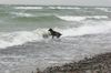 Deutscher Wachtelhund Foto: Ich hab doch keine Angst vor Wellen! (ID 38026) Deutscher Wachtelhund Hund